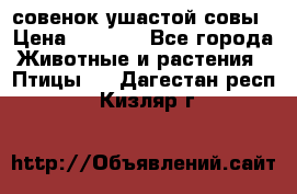 совенок ушастой совы › Цена ­ 5 000 - Все города Животные и растения » Птицы   . Дагестан респ.,Кизляр г.